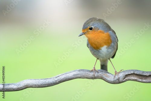 Papier peint robin on a twig