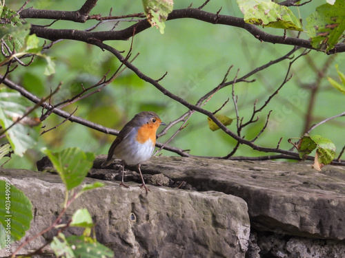 robin on a wall in nature