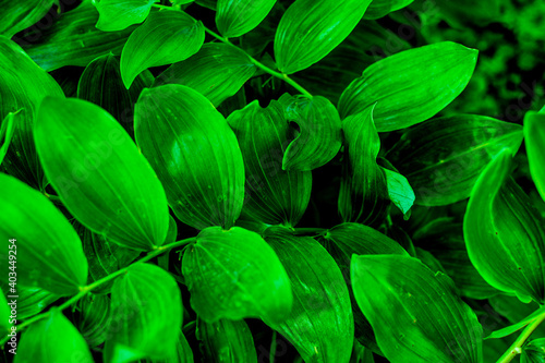Green tropical plant close-up. Abstract natural floral background Selective f...