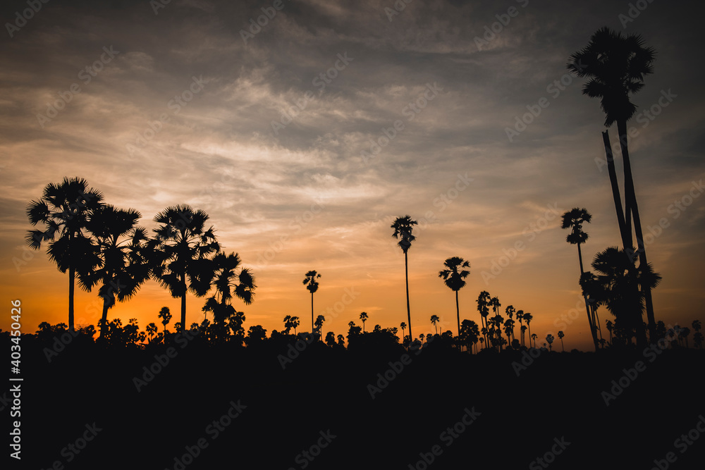 silhouette palm trees and dramatic sky at dusk. Summer background with palm trees at sunset.