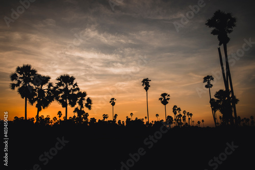 silhouette palm trees and dramatic sky at dusk. Summer background with palm trees at sunset.