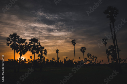 silhouette palm trees and dramatic sky at dusk. Summer background with palm trees at sunset.