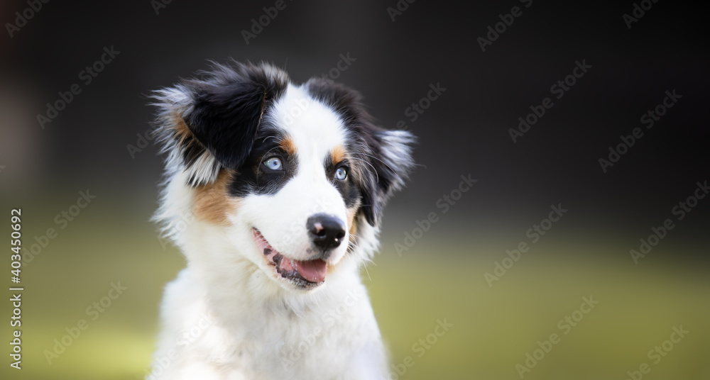 Fototapeta premium Australian Sheppard Portrait 