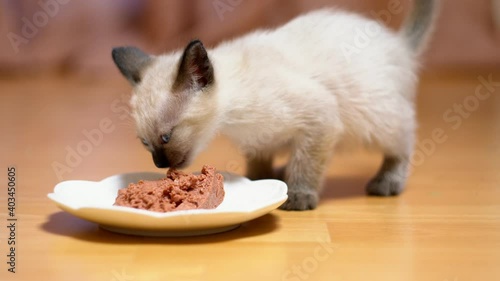 little thai cat kitten eating kitten food. siamese kitten is hungry