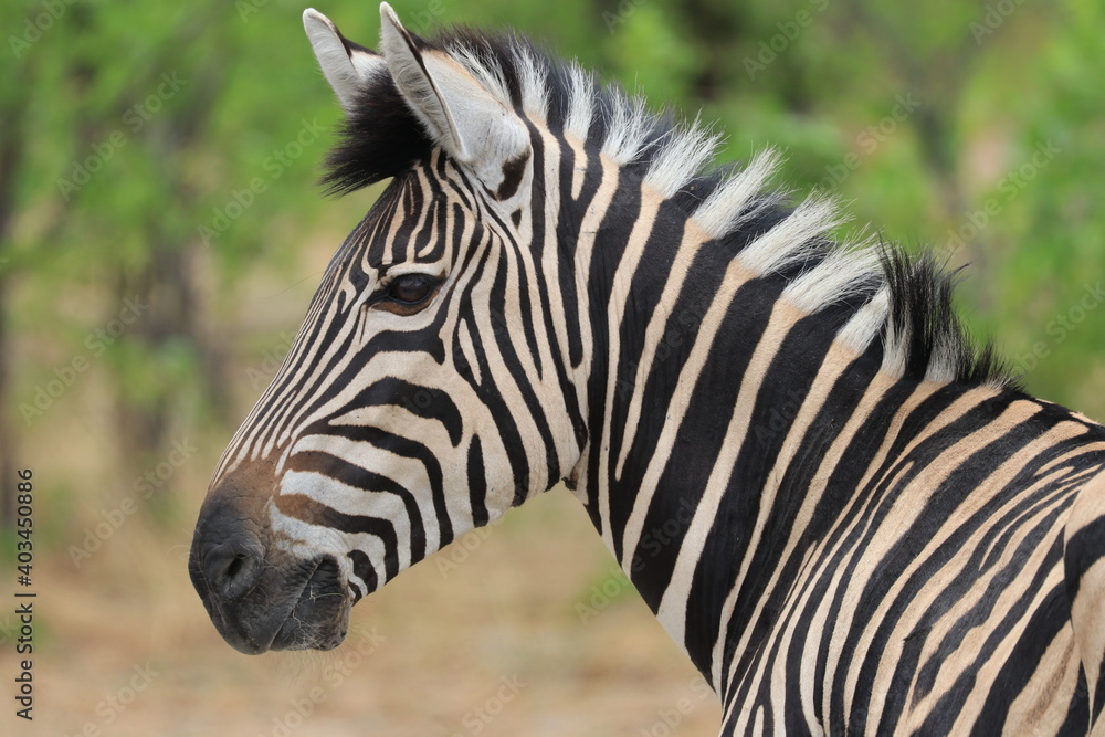 Fototapeta premium Zebra