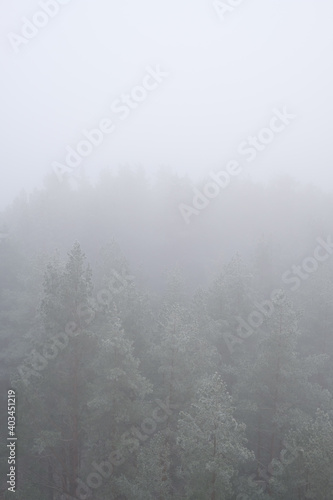 forest Mountain landscape with creeping fog. High peaks in the clouds, cold weather. Tourism in the forest. Forest in yhe Latvia