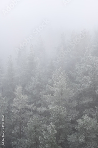 forest Mountain landscape with creeping fog. High peaks in the clouds, cold weather. Tourism in the forest. Forest in yhe Latvia © Girts Pa