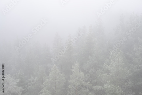 forest Mountain landscape with creeping fog. High peaks in the clouds, cold weather. Tourism in the forest. Forest in yhe Latvia