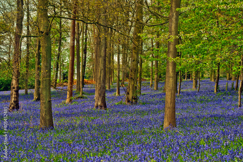 Bluebell Woods Greys Court Oxfordshire England UK