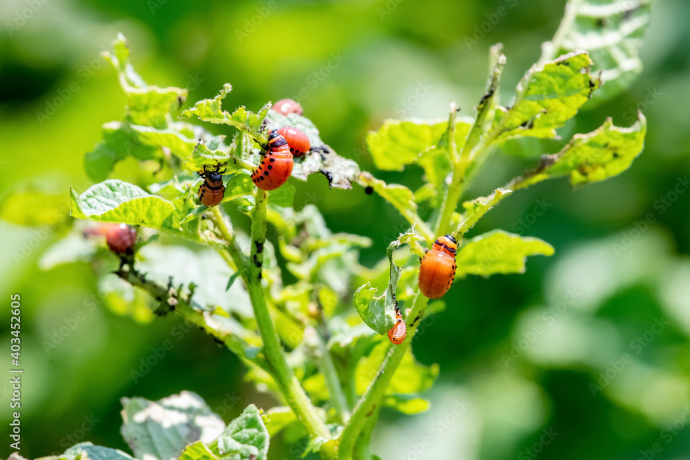 Colorado potato beetle larvae eat potatoes, fighting the Colorado potato beetle Colorado potato beetle larvae eat potatoes, fighting the Colorado potato beetle