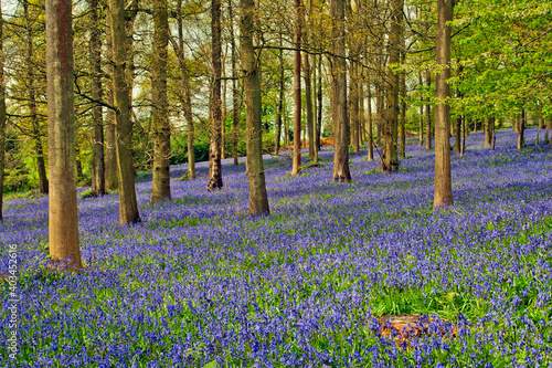 Bluebell Woods Greys Court Oxfordshire England UK