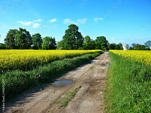 Czech Republic-view of path between fields of oilseed rape near Chlumec n/C photo