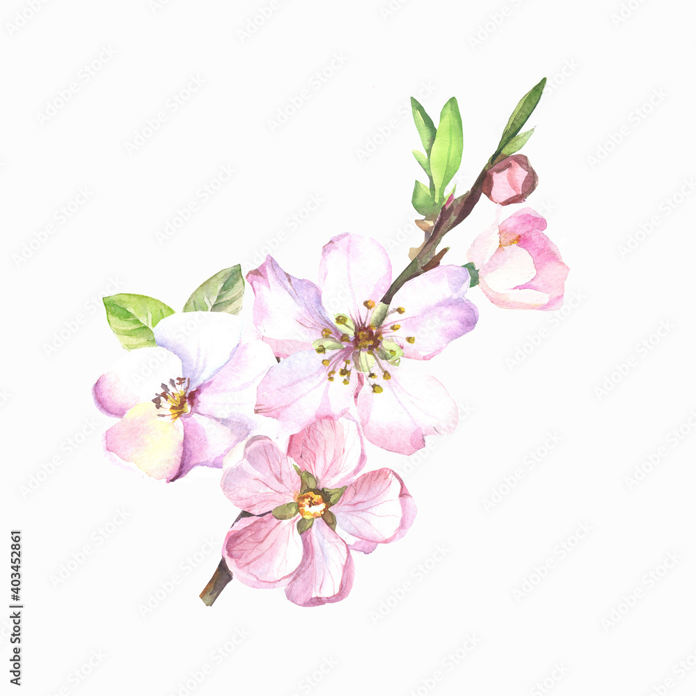 Fototapeta premium pink cherry blossom.watercolor flowers