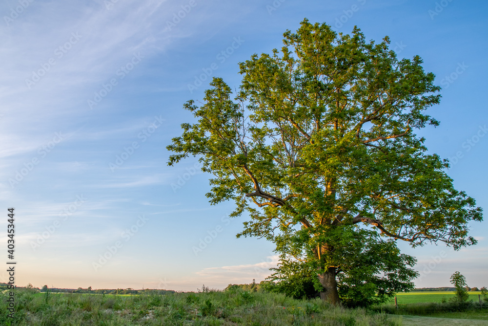 Obraz premium Tree in sunset in Denmark