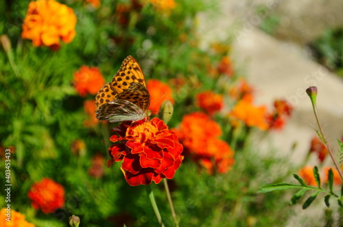 Close-up of a blooming marygold in the garden