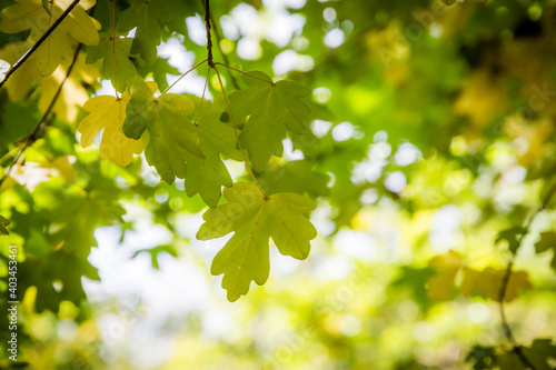 green maple leaves