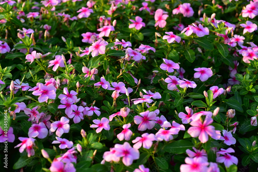 flower, yellow, nature, plant, flowers, green, garden, summer, spring, flora, field, macro, bloom, blossom, beauty, marigold, meadow, beautiful, orange, red, grass, leaf, floral, color, plants, bee, i