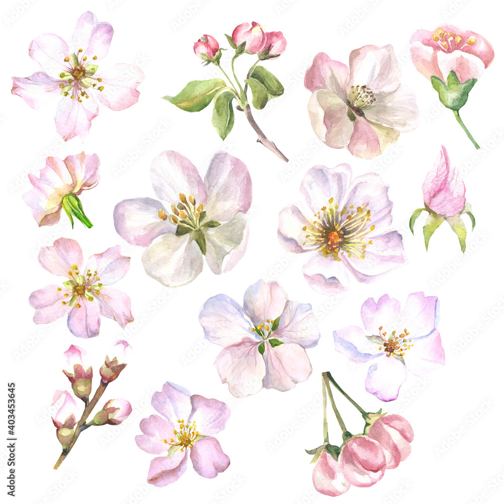 set of spring flowers.watercolor