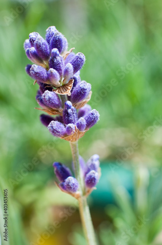 Lavender flower on green background