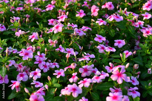 Wallpaper Mural flower, yellow, nature, plant, flowers, green, garden, summer, spring, flora, field, macro, bloom, blossom, beauty, marigold, meadow, beautiful, orange, red, grass, leaf, floral, color, plants, bee, i Torontodigital.ca