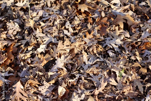 A close view of the pile of autumn leaves on the ground.