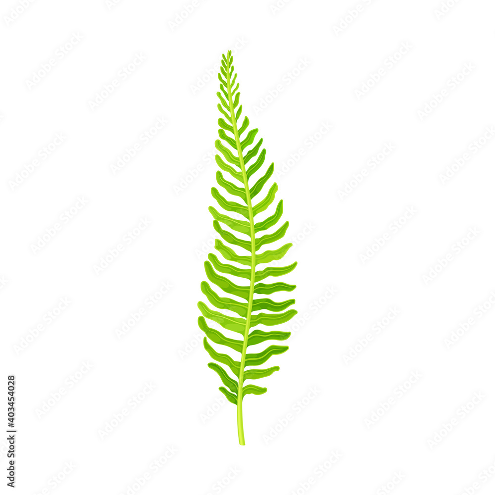 Green Fern as Vascular Plant with Stem and Complex Leaves Vector Illustration Green Fern as Vascular Plant with Stem and Complex Leaves Vector Illustration