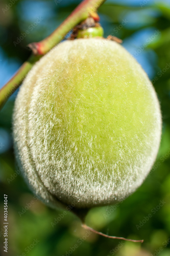 Young green peach fruits growing on a peach tree branch Young green peach fruits growing on a peach tree branch