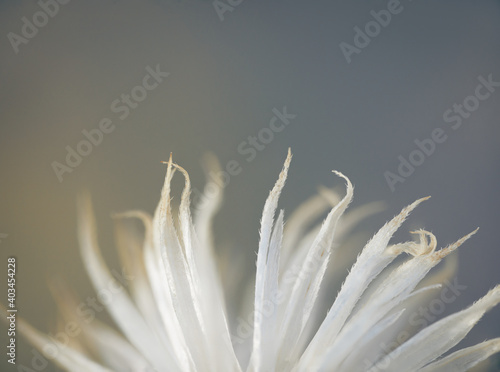 Verbesina encelioides photo