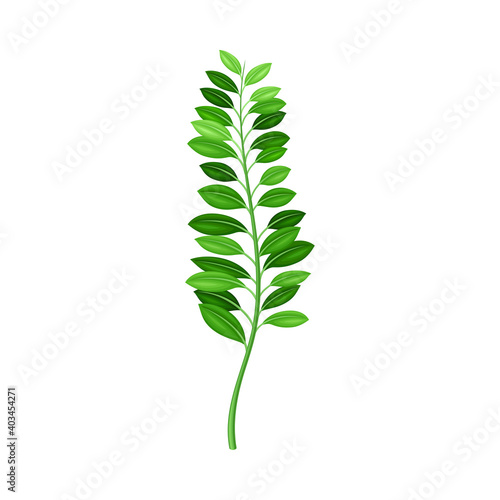 Fern or Frond with Leaves and Erect Stem Vector Illustration