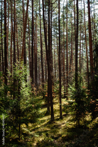 Fototapeta Naklejka Na Ścianę i Meble -  Piękny sosnowy las w słońcu
