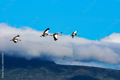 Grey Crowned Cranes Soaring the African Grasslands © Chris