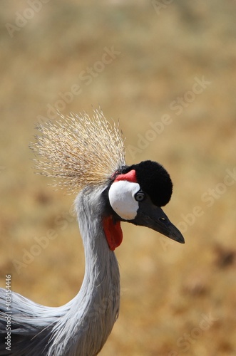 grey crowned crane © chapou