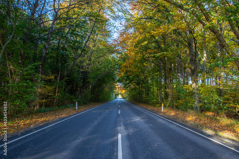 Fototapeta premium Autumn road through forest 