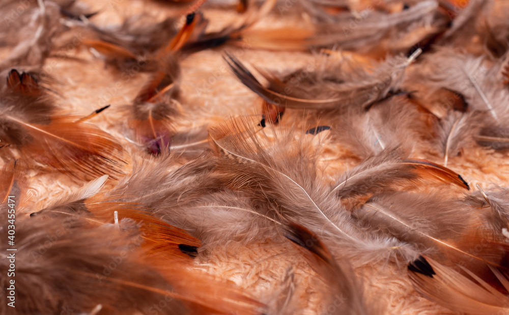 Many bird wings together on a fluffy cloth Many bird wings together on a fluffy cloth