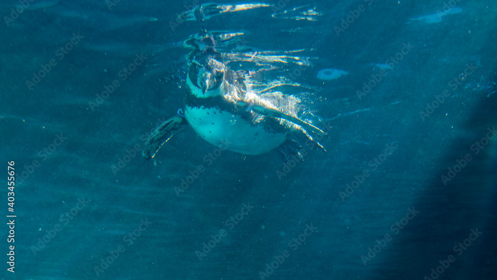 Fototapeta premium 水族館 泳ぐペンギン