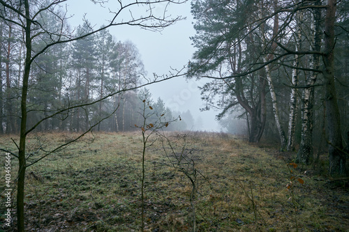Fototapeta Naklejka Na Ścianę i Meble -  jesienne drzewa ,mgła