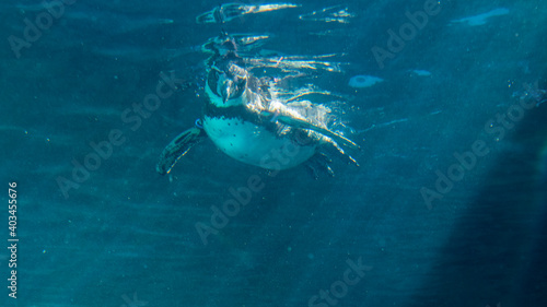 水族館　泳ぐペンギン © Yuuki Kobayashi