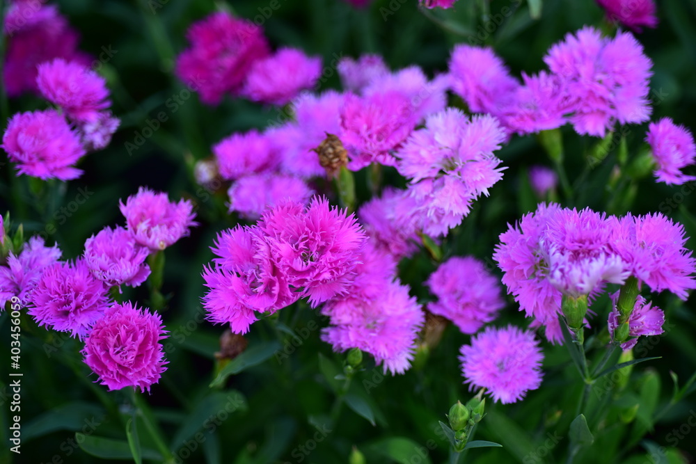 Colorful flowers in nature.flowers in the garden.Flower Blooming in the Suan Luang Rama IX Park. Colorful flowers in nature.flowers in the garden.Flower Blooming in the Suan Luang Rama IX Park.