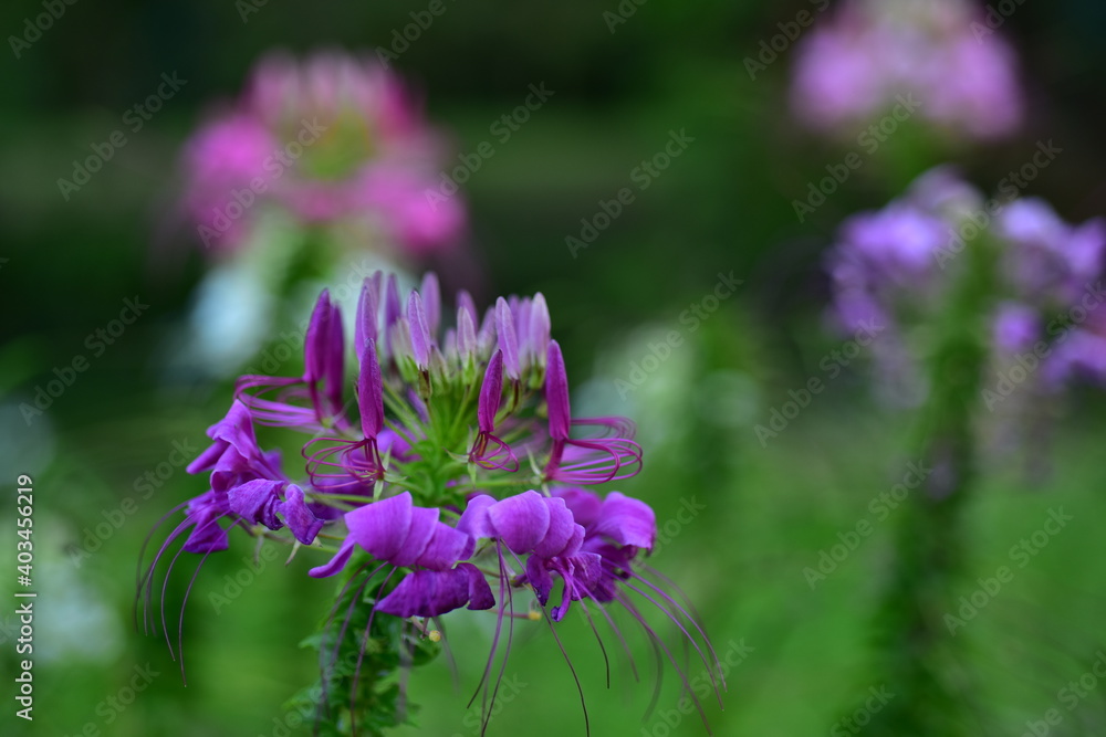 Colorful flowers in nature.flowers in the garden.Flower Blooming in the Suan Luang Rama IX Park. Colorful flowers in nature.flowers in the garden.Flower Blooming in the Suan Luang Rama IX Park.