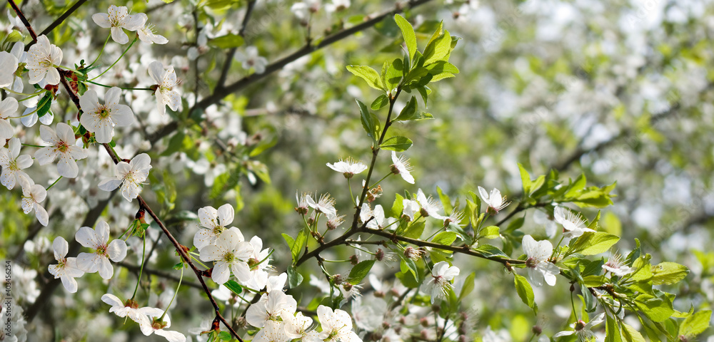 spring blooming tree on a blurred green background.