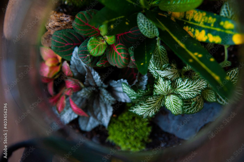 Small decoration plants in a glass bottle/garden terrarium bottle/ forest in a jar. Terrarium jar with piece of forest with self ecosystem. Save the earth concept. Bonsai, set of terrariums/ jars