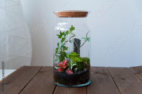 Small decoration plants in a glass bottle/garden terrarium bottle/ forest in a jar. Terrarium jar with piece of forest with self ecosystem. Save the earth concept. Bonsai, set of terrariums/ jars