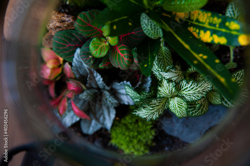 Obraz na płótnie Small decoration plants in a glass bottle/garden terrarium bottle/ forest in a jar. Terrarium jar with piece of forest with self ecosystem. Save the earth concept. Bonsai, set of terrariums/ jars w salonie