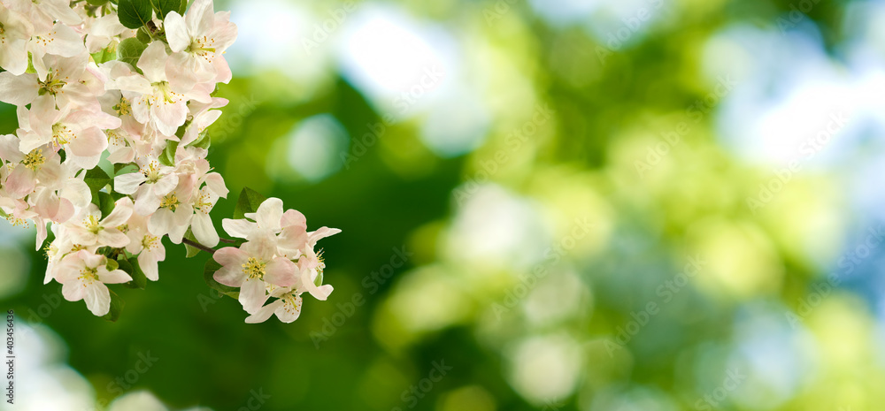 spring blooming tree on a blurred green background. spring blooming tree on a blurred green background.