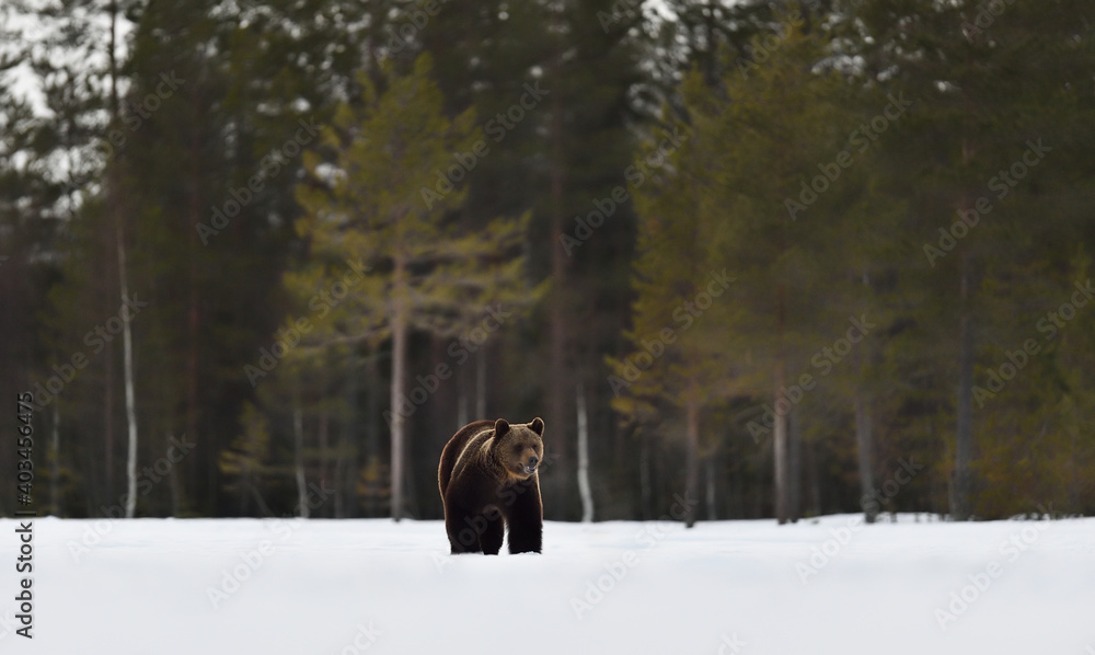 Brown bear walking on snow after hibernation period Brown bear walking on snow after hibernation period