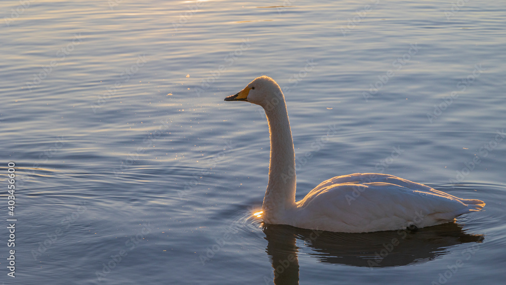 Fototapeta premium 白鳥 水に浮かぶ