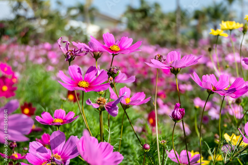 Colorful cosmos flowers in the flower field.
