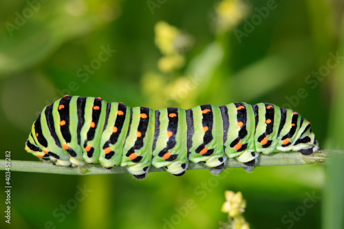 Macro footage of Caterpillar of Papilio Machaon swallowtail caterpillar feeding on Fennel branches. details in nature.