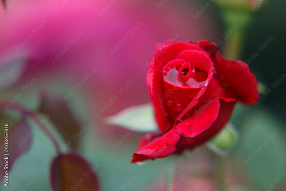 A beautiful rose after rainfall in a German rose garden 
