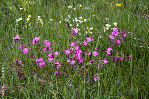 red champion  silene dioica  wildflowers blooming in alpine mountain meadow  in Matsch  Mals  S  dtirol  South Tyrol   Italy  Europe